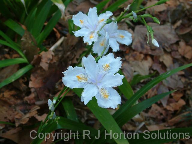 Iris Japonica_1